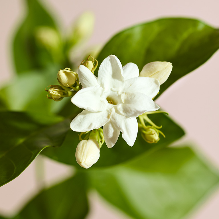 Flor de jazm&iacute;n, ingrediente de Mary Kay Confidently You Eau de Parfum.