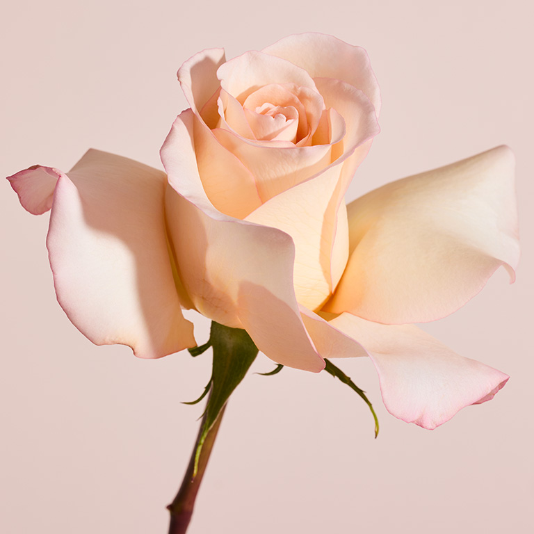 Flor de Rosa, ingrediente de Mary Kay Confidently You Eau de Parfum